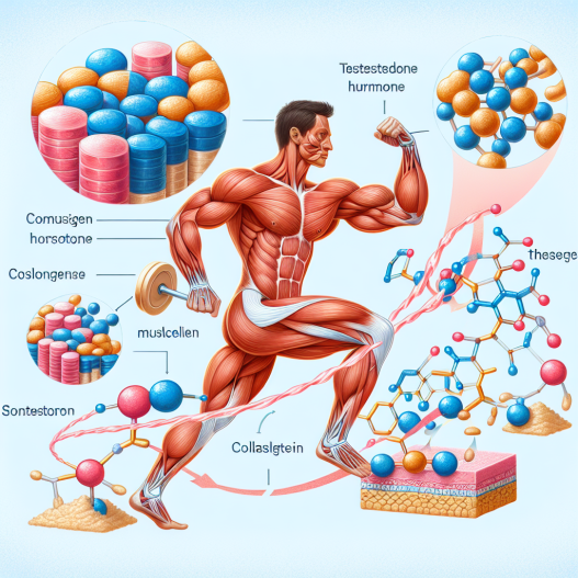 Rôle de la testostérone dans la synthèse du collagène musculaire